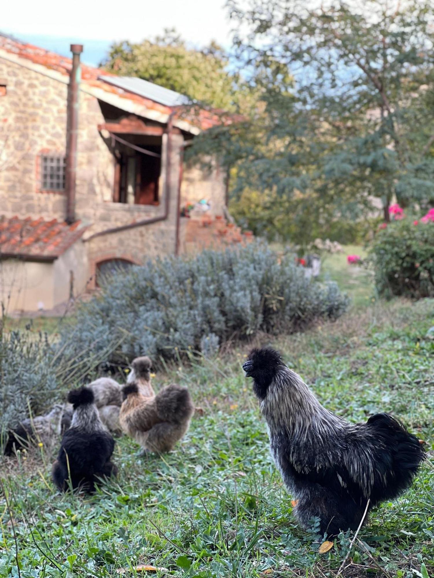 B&B Podere Legnotorto Castel del Piano  Exterior photo